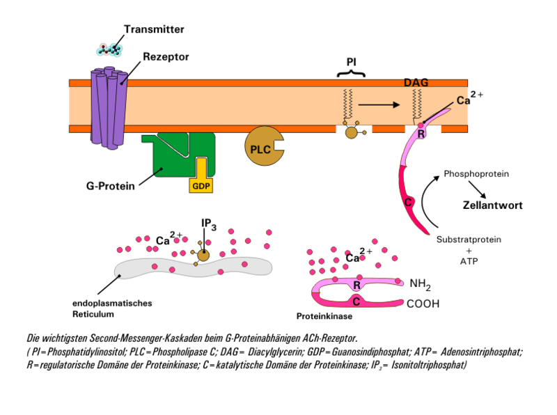 File:ACh-Rezeptor Mechanism.png