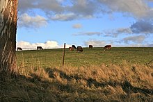 Cows grazing in Oberon