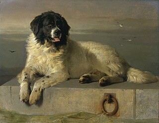 <i>A Distinguished Member of the Humane Society</i> Painting by Edwin Henry Landseer