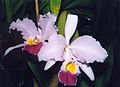 Cattleya trianae