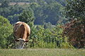 cow feeding in a field ina viallge near Gjakova