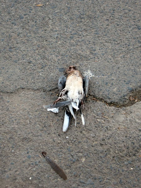 File:A dead bird on asphalt - south sadra blv - Nishapur 1.JPG