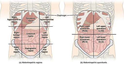 Abdominal Quadrant Regions