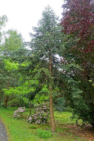 File:Abies numidica 'Glauca' - Hillier Gardens - Romsey, Hampshire, England - DSC04883.jpg