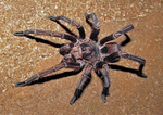 Thumbnail for Acanthoscurria cordubensis