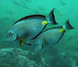 Acanthurus monroviae