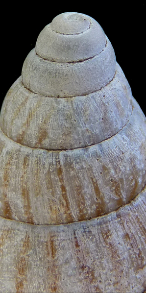 File:Achatina vassei shell 4.png