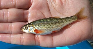 <i>Achondrostoma oligolepis</i> Species of fish