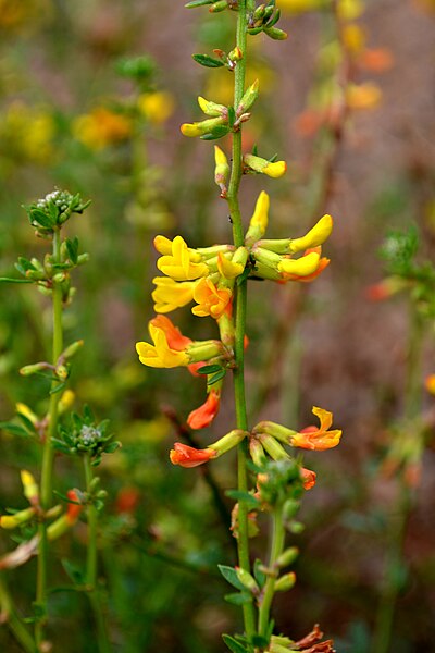 File:Acmispon glaber.jpg