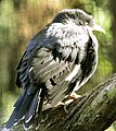 Kerak jambul di taman burung Walsrode, Jerman