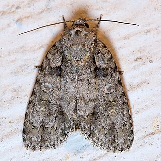 <i>Acronicta increta</i> Species of moth