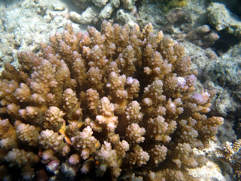 File:Acropora polystoma Maldives.JPG