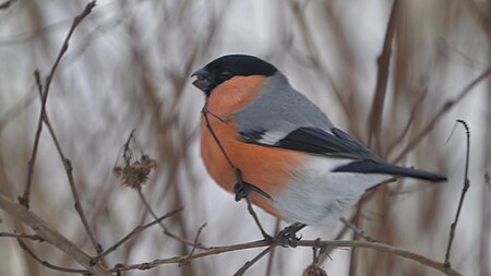 Gil - portret Bullfinch Pyrrhula pyrrhula - portrait