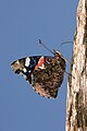 * Nomination Red Admiral (Vanessa atalanta) --Richard Bartz 10:45, 28 November 2008 (UTC) * Promotion na klar --Mbdortmund 18:44, 28 November 2008 (UTC) Wunderbar ! --null 19:10, 28 November 2008 (UTC)