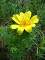 Adonis vernalis