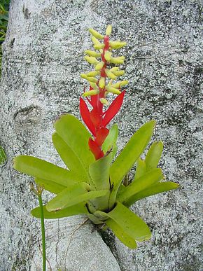 Beskrivelse af billedet Aechmea_nudicaulis.jpg.