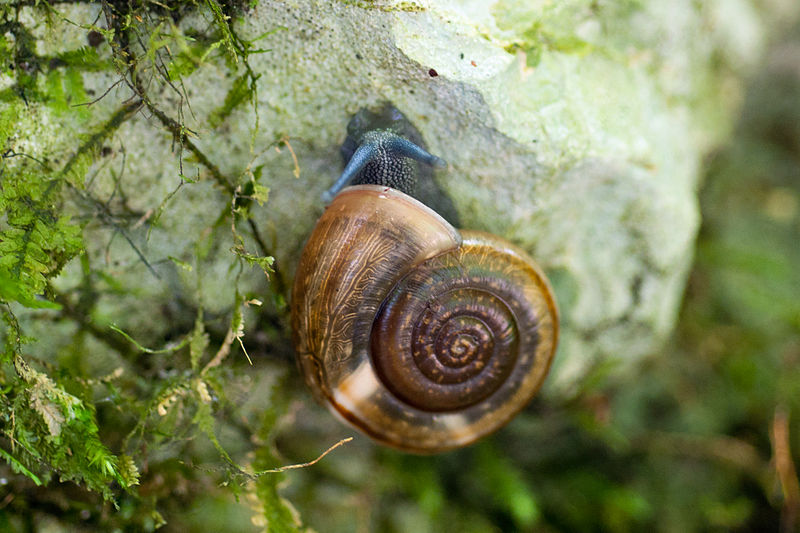 File:Aegopinella ressmanni.jpg