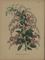 Lespedeza thunbergii (then called Desmodium penduliflorum Oudem) by Abraham Jacobus Wendel, 1868