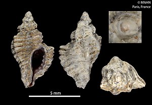 Africanella isaacsi (MNHN-IM-2012-33140) 002.jpeg