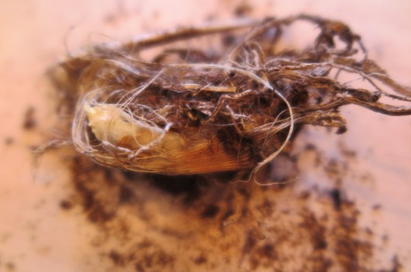 Rhizome of Agapanthus