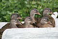 Aix galericulata -Belgium -juveniles-8a.jpg