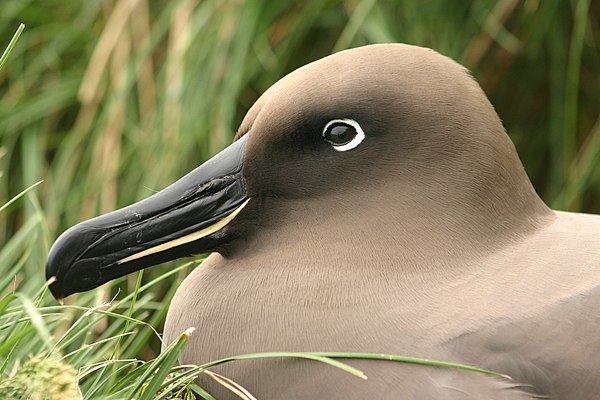 Light-mantled albatross, head detail