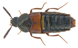 <i>Aleochara curtula</i> Species of beetle