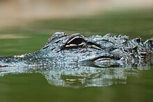 Alligator at the zoo Alligator at the Greenville Zoo.jpg