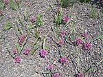 Allium oreophilum001. jpg
