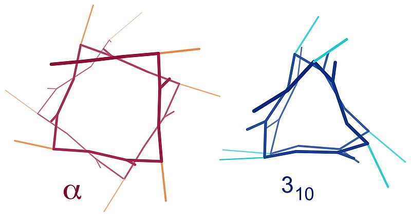 Податотека:Alpha vs 310 helix end views.jpg