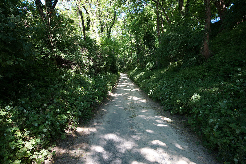 File:Alsheim- In den Weinbergen- Hohlweg 23.6.2013.jpg