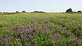 Overview with Vicia tenuifolia