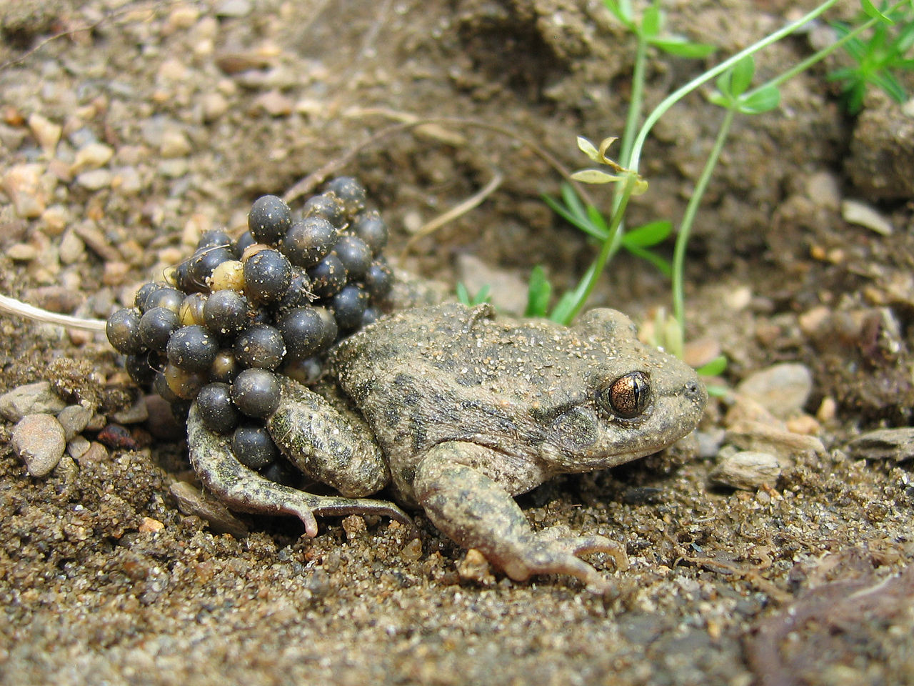 1280px-Alytes_obstetricans_almogavarii_-_male_with_eggs_2.jpg