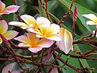 Amancayo - Frangipán - Azuceno(Plumeria rubra fo. tricolor) - Flickr - Alejandro Bayer (2).jpg