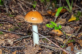 Amanita Fulva LO (img1).jpg