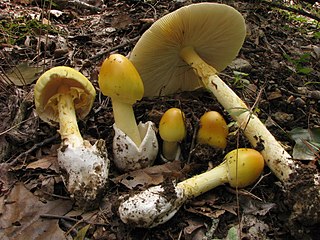 <i>Amanita arkansana</i> Species of fungus