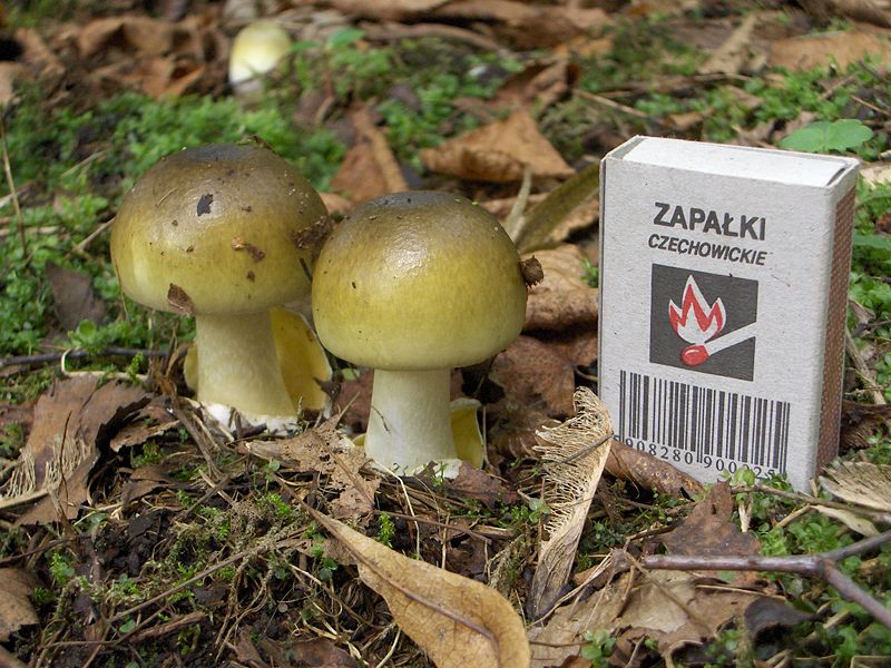 File:Amanita phalloides young.jpg