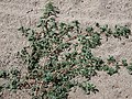 Amaranthus albus Prostrate Pigweed