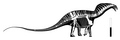 Hypothetical skeletal reconstruction with the holotype shown in white Amargasaurus cazaui skeletal by Gunnar Bivens.png