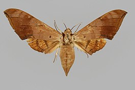 Ambulyx auripennis