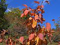 Amelanchier ovalis PID1730-2.jpg