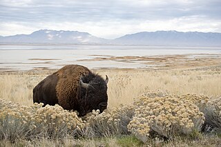 Antelope Island