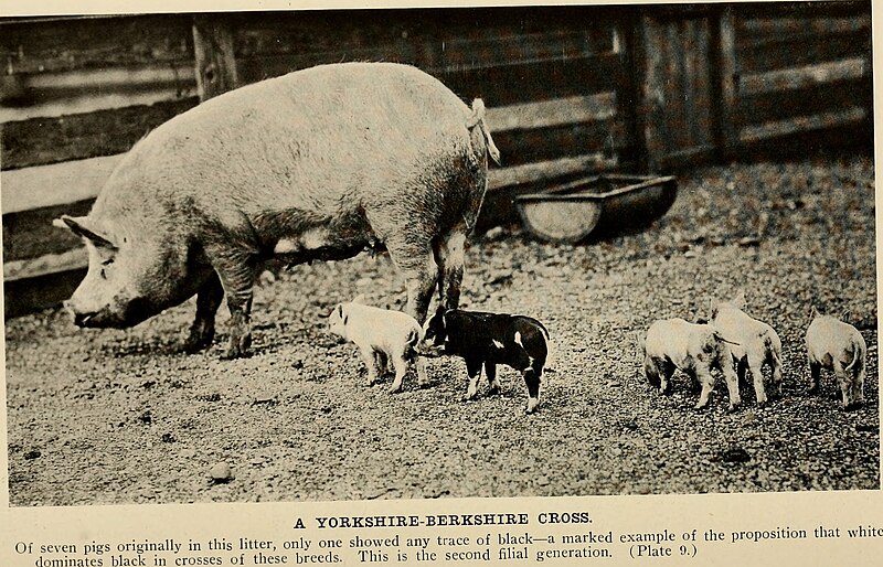 File:American breeders magazine (1913) (18118267225).jpg