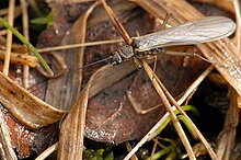 Amphinemura sulcicollis, une espèce de la famille des Nemouridae.