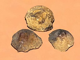 Fossils of the Ordovician-Permian bryozoan Amplexopora Amplexopora petasifomis.jpg