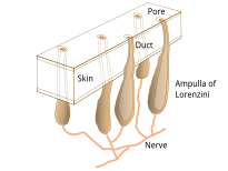 The electroreceptive ampullae of Lorenzini (red dots) evolved from the mechanosensory lateral line organs (gray lines) of early vertebrates.[8] They are seen here in the head of a shark.