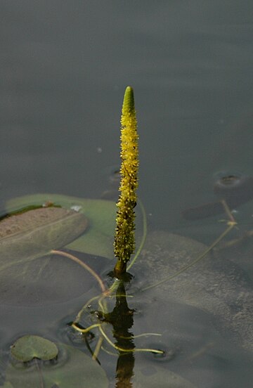 Aponogeton lakhonensis