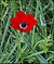 Anemone-coronaria-2016-Zachi-Evenor.jpg