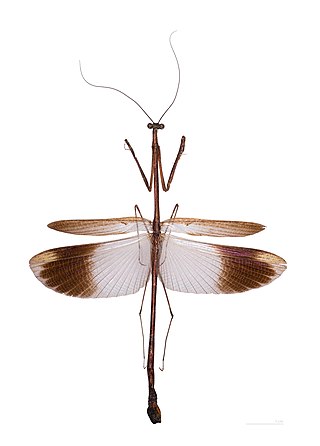 <span class="mw-page-title-main">Angelidae</span> Family of praying mantises