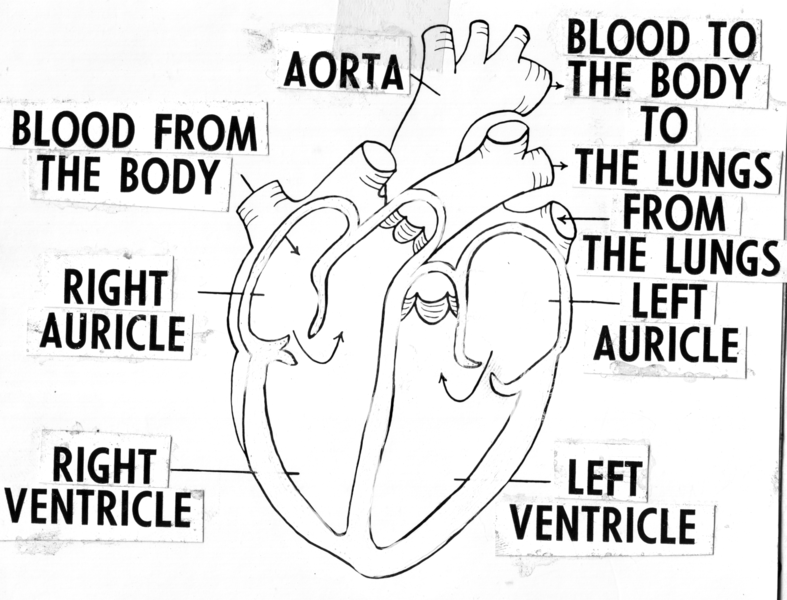 File:Annotated diagram of heart (line art) (PSF H-430002 (cropped)).png